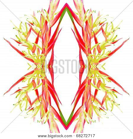 Heliconia Lady Di