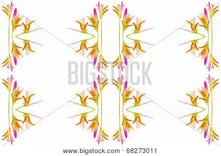 Heliconia Sassy