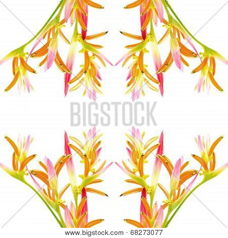 Heliconia Sassy