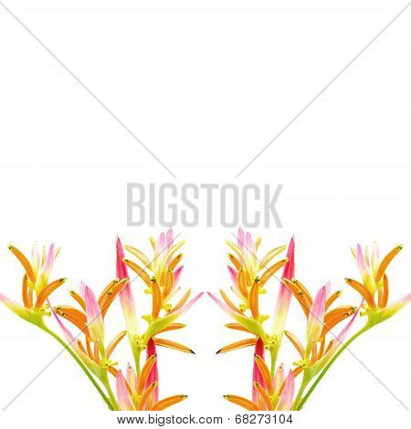 Heliconia Sassy