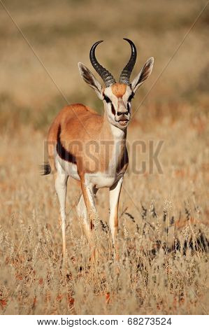Springbok antelope (Antidorcas marsupialis) standing in grassland, South Africa