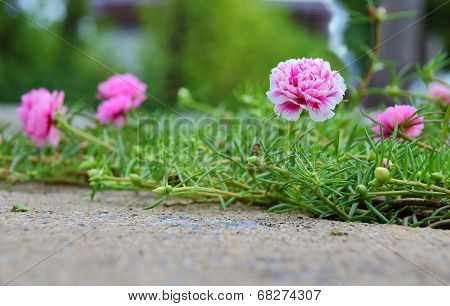Flower