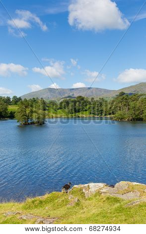 Tarn Hows near Hawkshead Lake District National Park England uk on a beautiful sunny summer day
