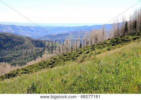 Vallecito, CO