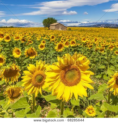 Beautiful Landscape With Sunflower Field