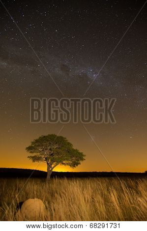 Star Scape With Lone Tree Brown Grass And Milky Way And Soft Light