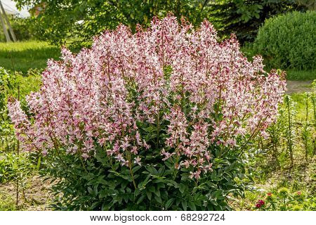 Fraxinella