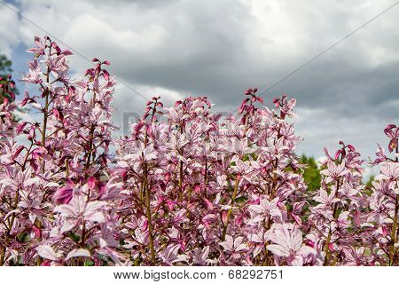 Fraxinella In Close