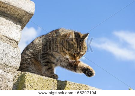 Beautiful Cat