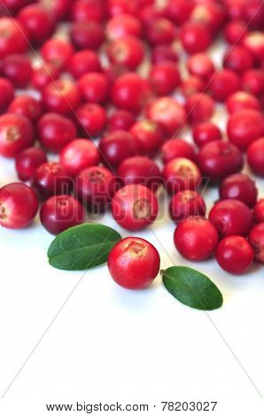 Cowberry