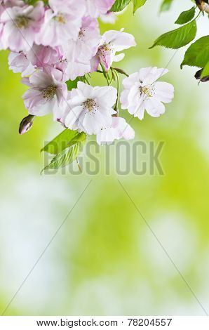 Japanesse Sakura Blossom
