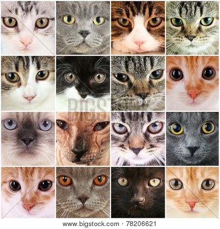 Cute cat faces collage