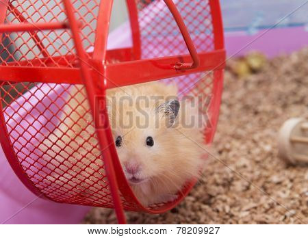 Close up of Hamster in Wheel