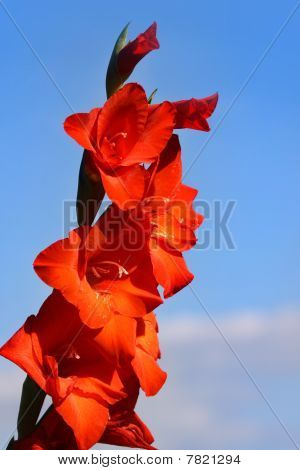 Fiore rosso King Humbert
