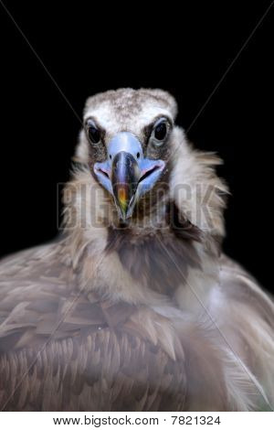 Cinereous Vulture