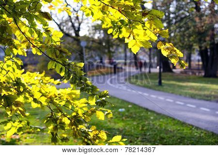 The Road In The City Park In Autumn