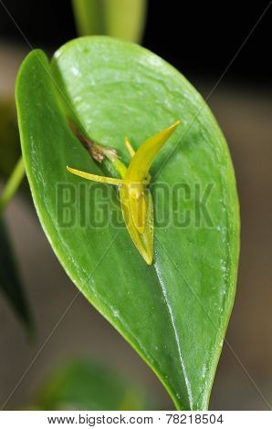 Hree Toothed Pleurothallis