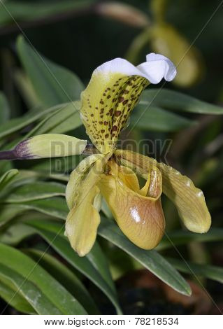 Splendid Paphiopedilum Slipper Orchid