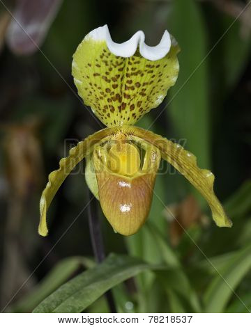 Splendid Paphiopedilum Slipper Orchid