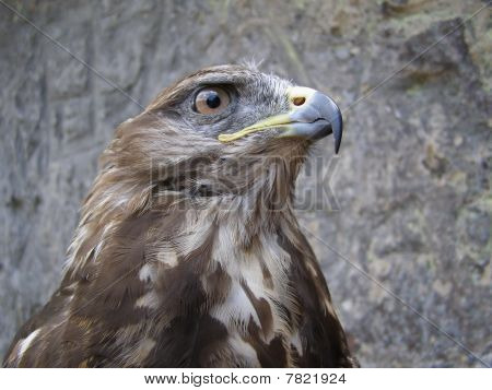 Leiter des falcon