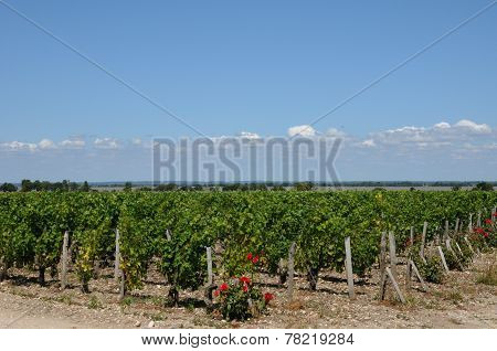 Vineyard Of Saint Julien Beychevelle