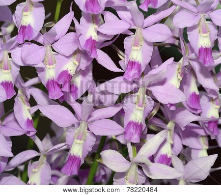 Lindley's Barkeria Orchid