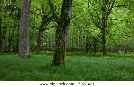 ยืนผลัดใบป่า Bialowieza ใน springtime กับล่างหญ้าสีเขียวสด