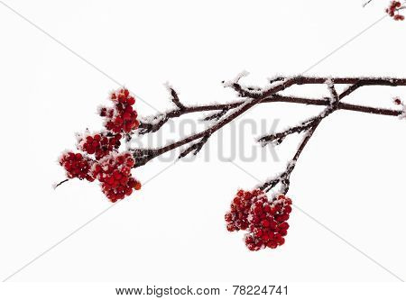 Red Rowan Fruit Covered With Hoarfrost