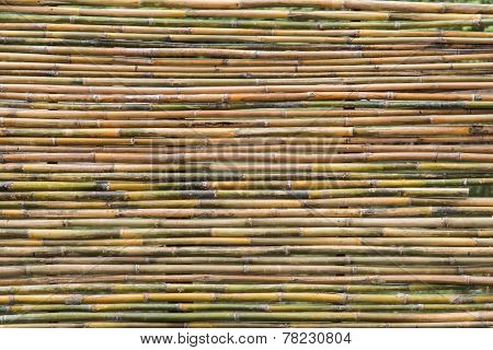 Bamboo Fence