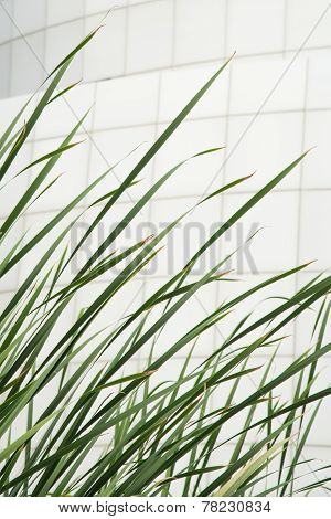 Vertical Green Cattail And White Tiles Building Wall