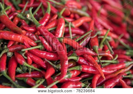 Chilli horizontal