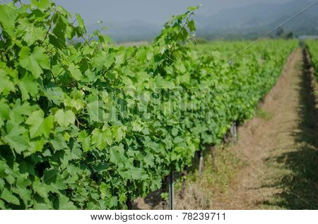 Winery Yard