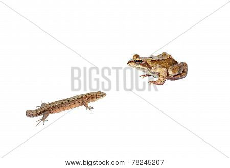 Frog And Tailless Lizard Isolated