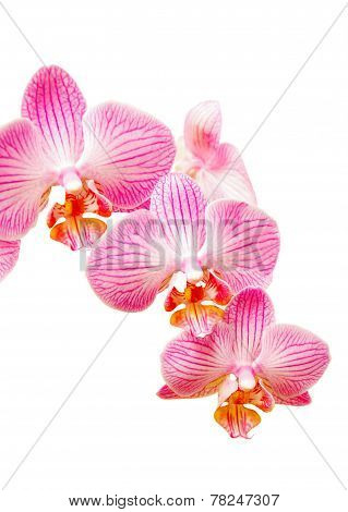 Branch Of Orchid