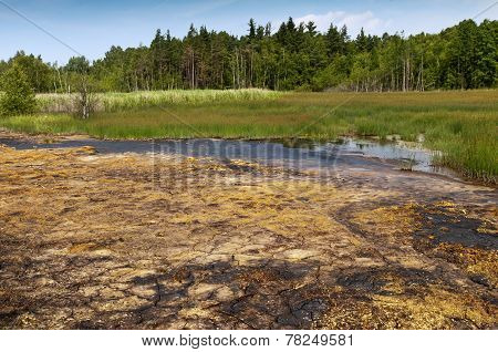 Peat bog and fen