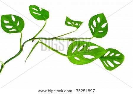 Beautiful  Long Young Green Monstera (var. Expilata) Branch Isolated On White Background, Closeup