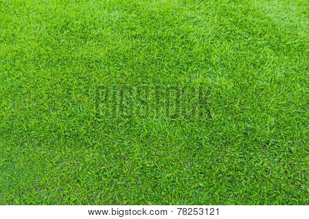 greensward football field background Green field
