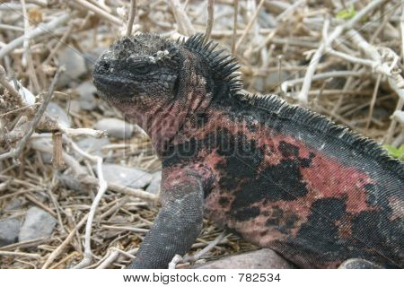 ガラパゴス海のイグアナ