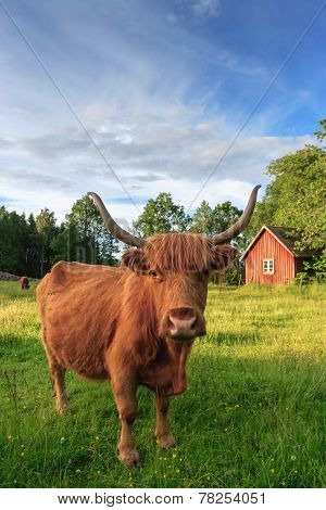 Summer in Sweden