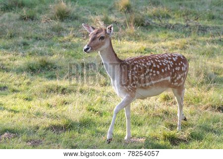 Curious Deer