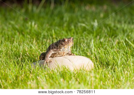 the frog is sitting on a stone in green grass