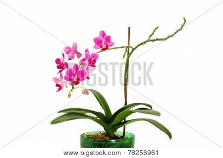 Blooming Orchid In Flower Pot
