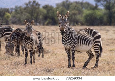 Mountain Zebra