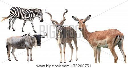 Animal Set