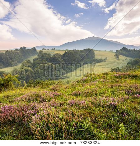 Wild Savory And Mint  In Fog At Sunrise