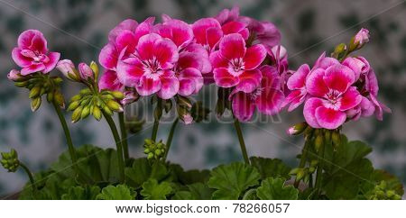 Geranium