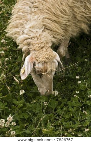 Grazende schapen