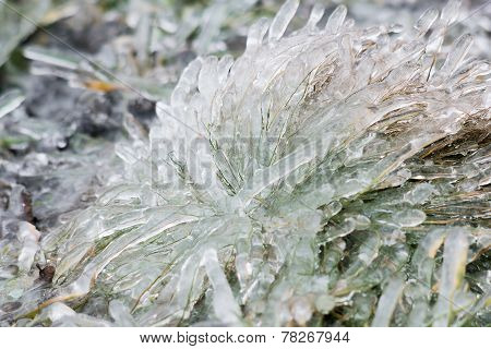 Tussock Icy Grass On A Winter Day