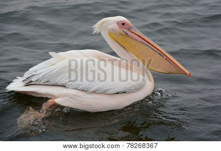 Pelican