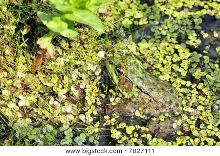 Bullfrog